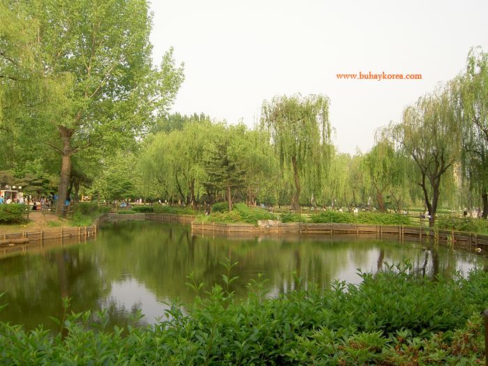 Willow trees ~