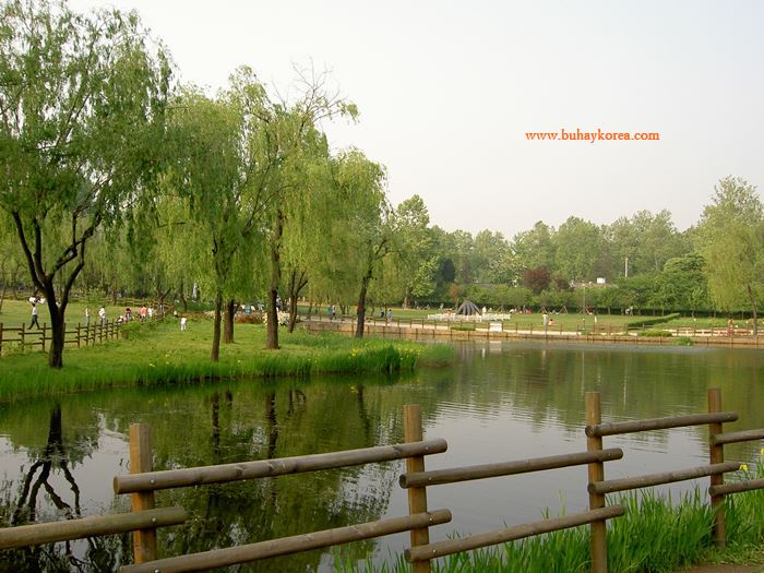 The pond ~
