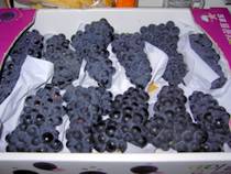 Homemade grape juice