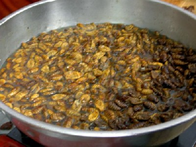 Korean silkworm