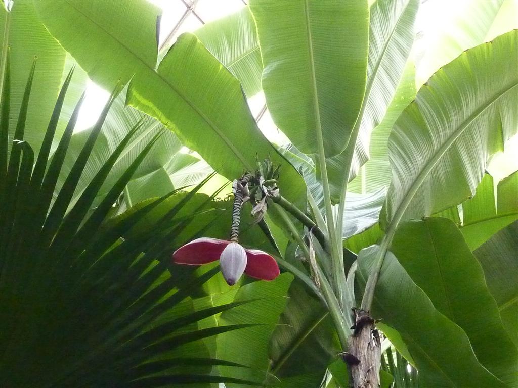 Banana heart in freezing Seoul Buhay Korea