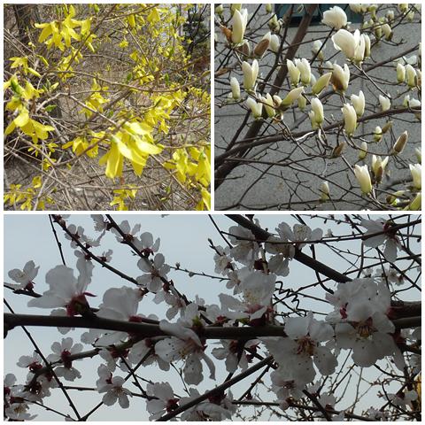 springflowers