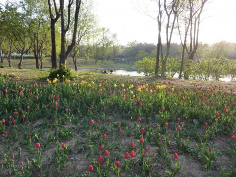 Tulips in May Tulips at Seoul Forest