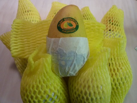 P1100723 Ten mangoes from the Philippines