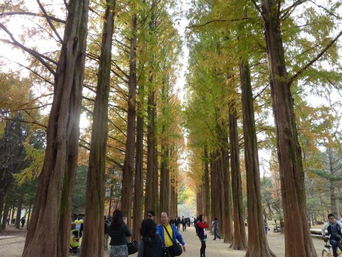 P1120477 The famous footpath with metasequoia trees
