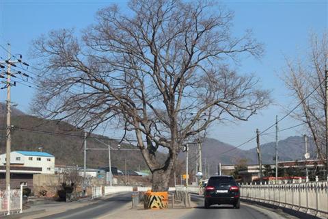 Tree in the middle of the road in Korea