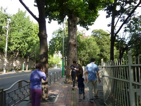 A tree in the middle of the sidewalk in Korea