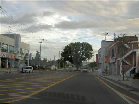 Tree in the middle of the road