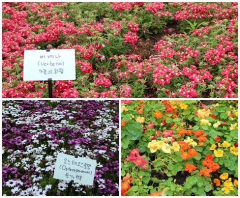 Verbena, mums and ???