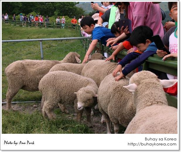 Kids and sheep ~ can't get any cuter than this!
