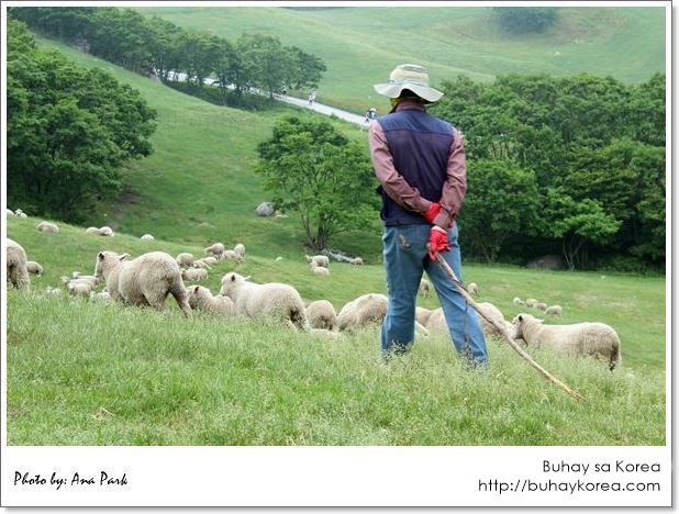 Whisking the sheep away from the crowd ~