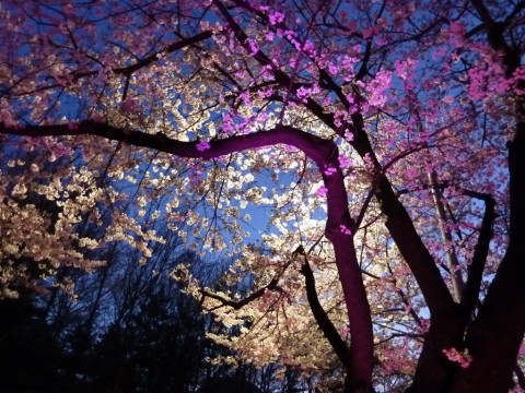 2011 Hangang Yeouido Spring Flower Festival