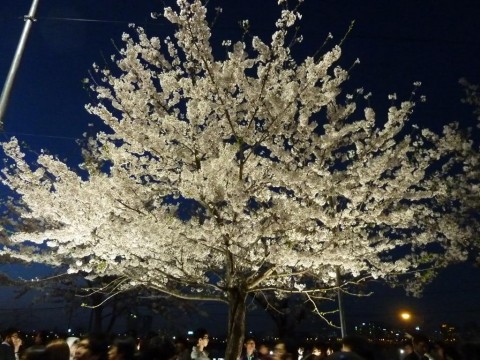2011 Hangang Yeouido Spring Flower Festival