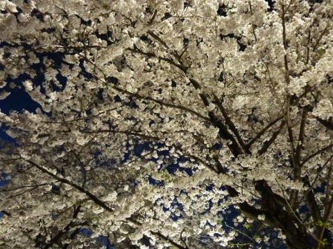 2011 Hangang Yeouido Spring Flower Festival