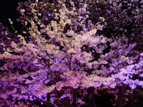 2011 Hangang Yeouido Spring Flower Festival