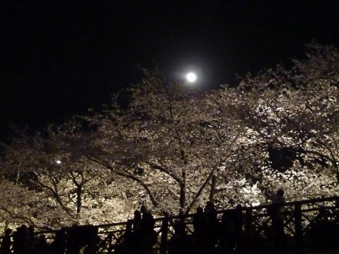 2011 Hangang Yeouido Spring Flower Festival